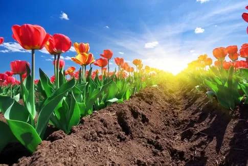 دانلود عکس دشت لاله ها دانلود عکس دشت لاله ها